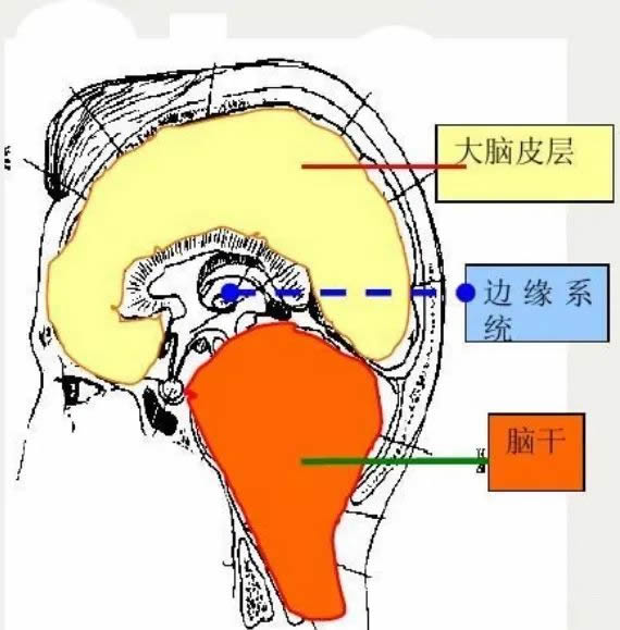科学家揭开“孩子不爱学习”的秘密 第 2 张