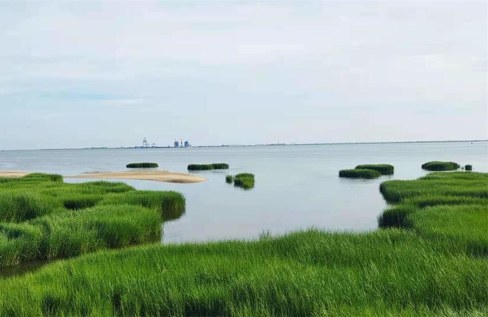 沃野碧海，物华天宝——探秘莱州“鱼米之乡”的神奇奥秘 第 4 张