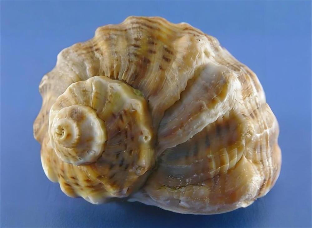 海螺水饺——五一节的怀念 第 2 张