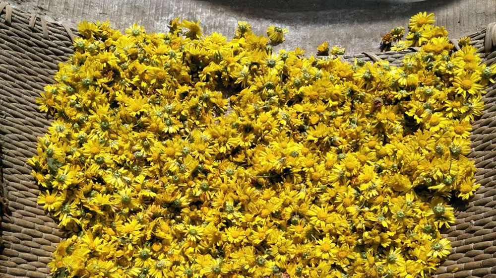 重阳节我和老伴去采菊 第 6 张