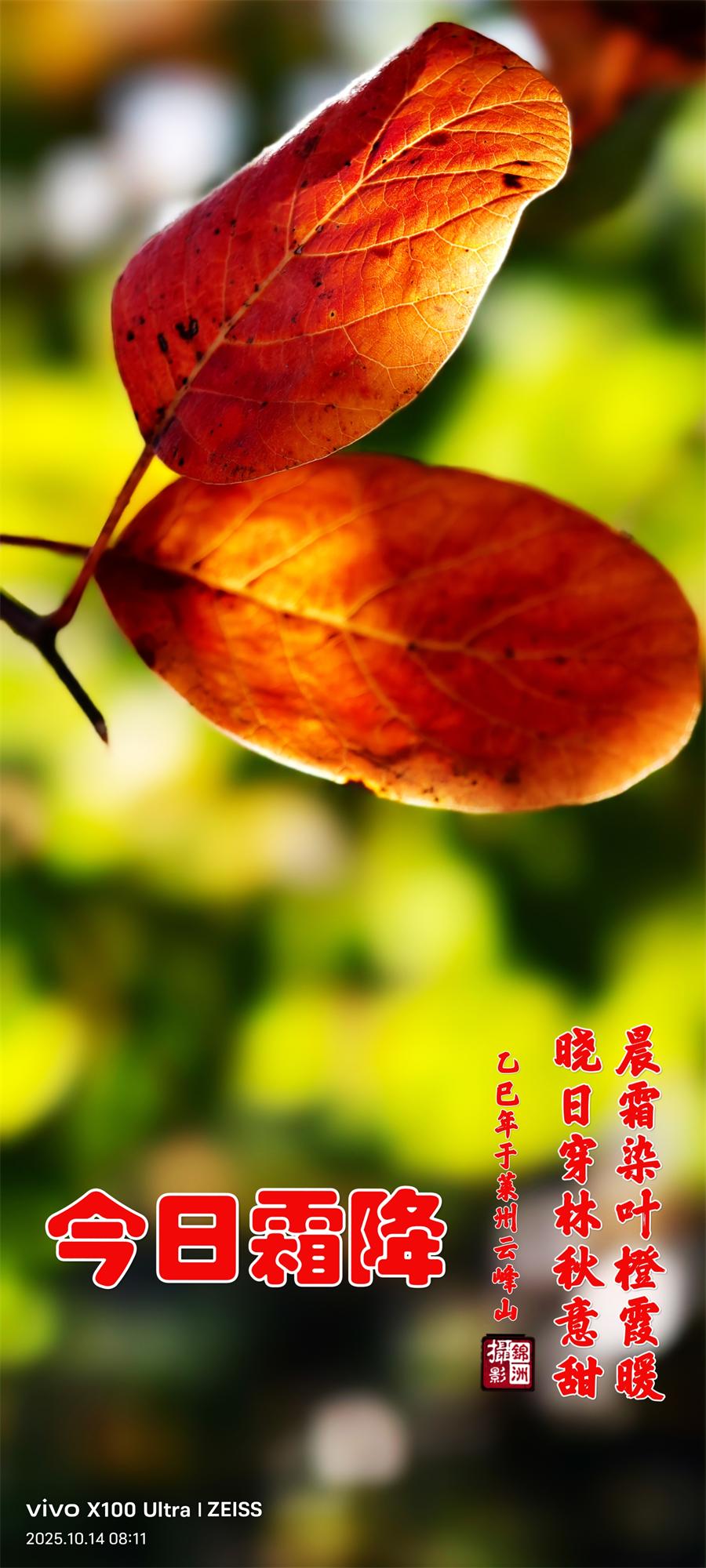 璀璨的莱州民俗文化——霜降 第 1 张