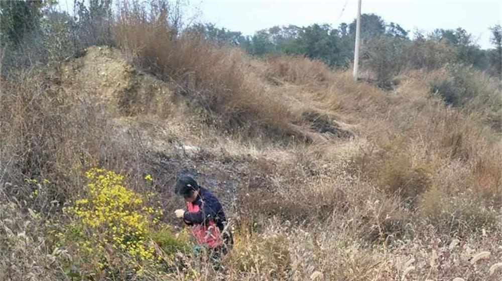 重阳节我和老伴去采菊 第 2 张