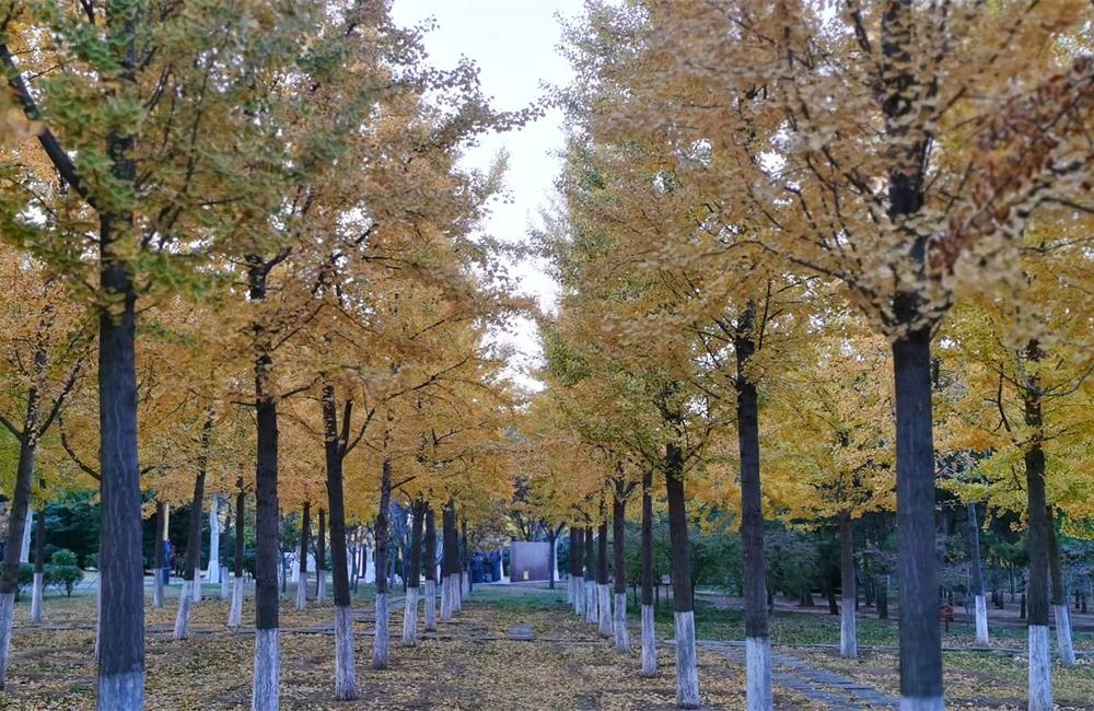 掖县公园——城市绿肺与文化新地标 第 5 张