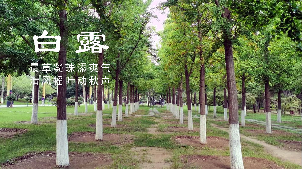 璀璨的莱州民俗文化——白露 第 4 张