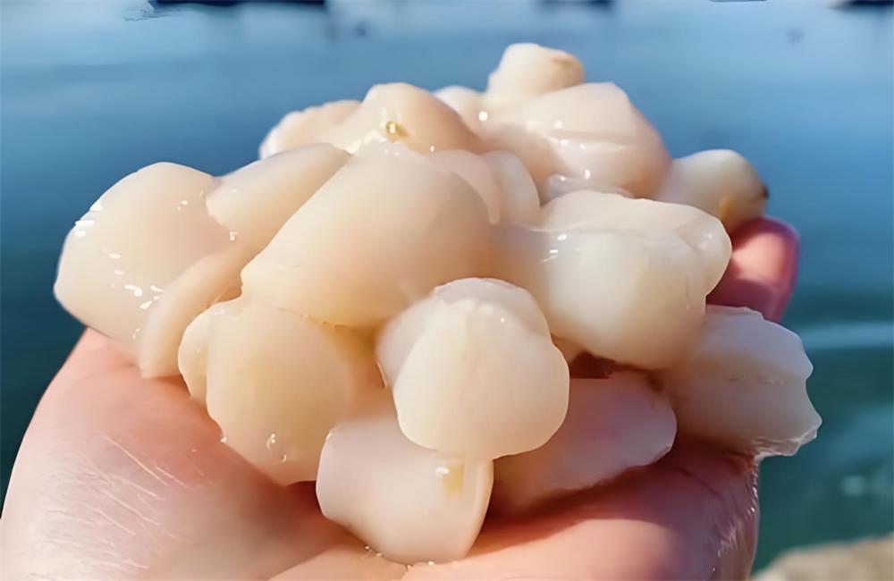 莱州扇贝——莱州湾畔的海中珍品 第 5 张