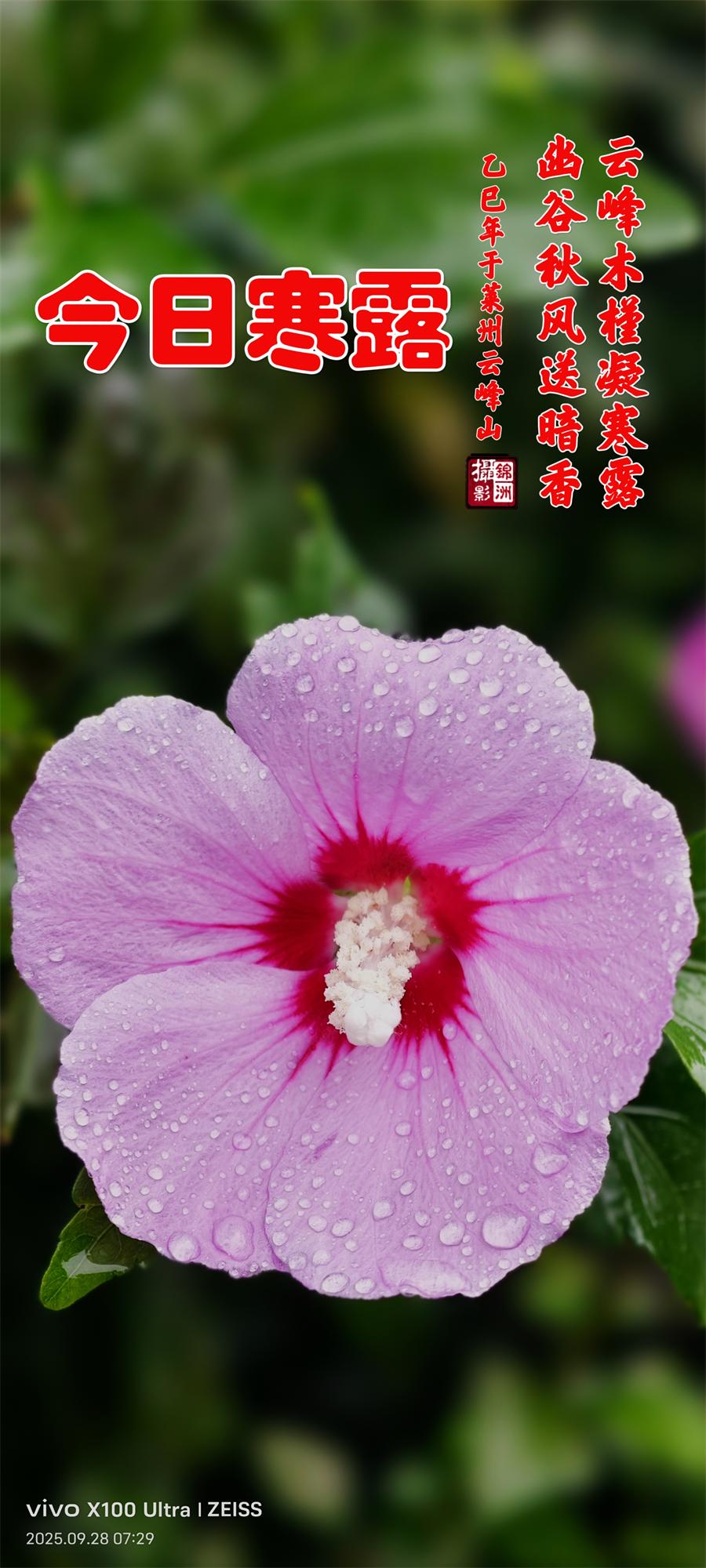 璀璨的莱州民俗文化——寒露 第 1 张