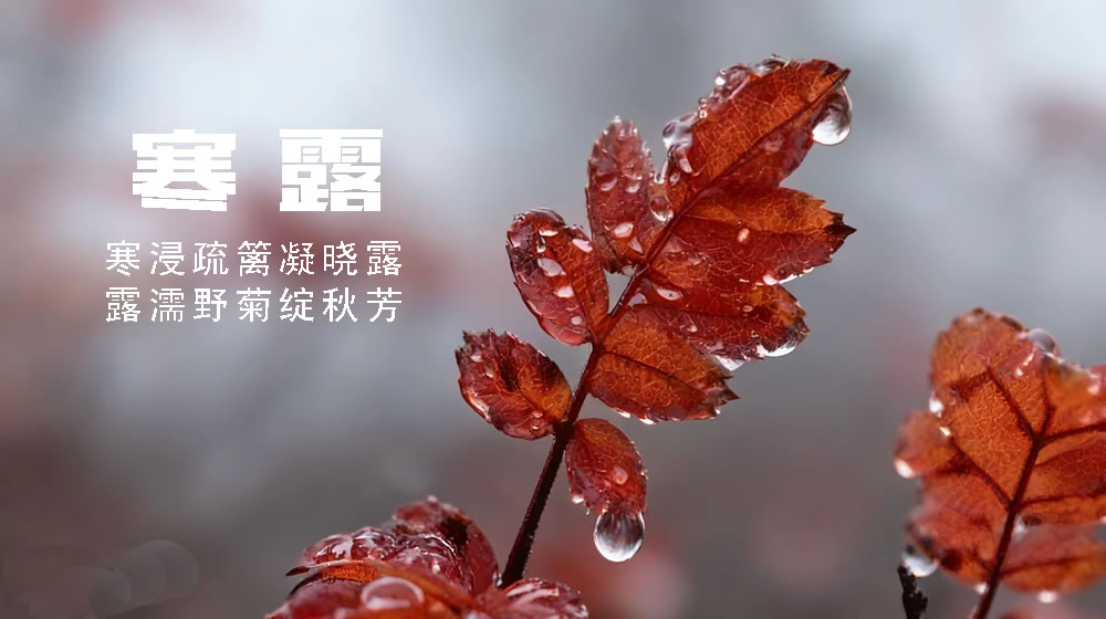 璀璨的莱州民俗文化——寒露 第 2 张