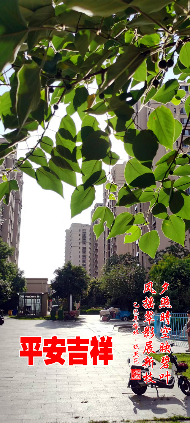 夕照晴空映碧叶，风摇翠影展新枝