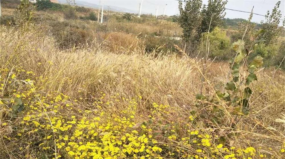 重阳节我和老伴去采菊 第 5 张