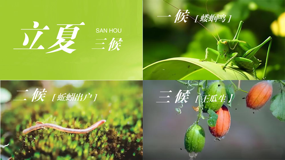 璀璨的莱州民俗文化——立夏 第 6 张