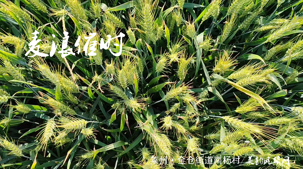 绝句四首•莱州小满天 第 3 张