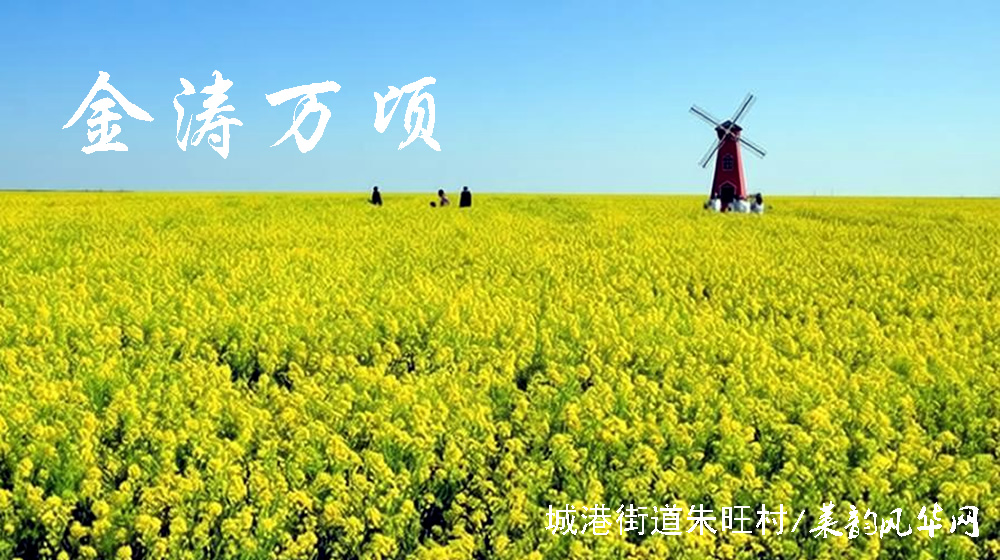 律诗三首•油菜花 第 2 张