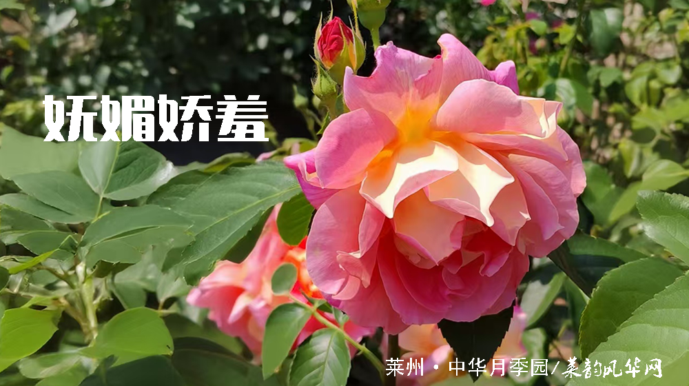 诗词三首•莱州市花 第 1 张