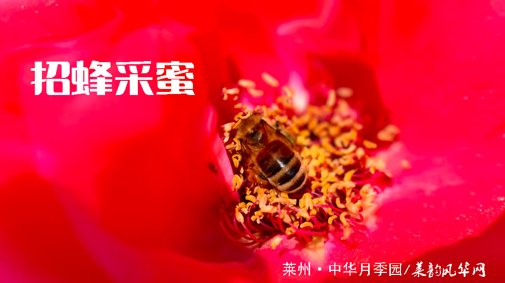 绝句四首•咏月季 第 1 张
