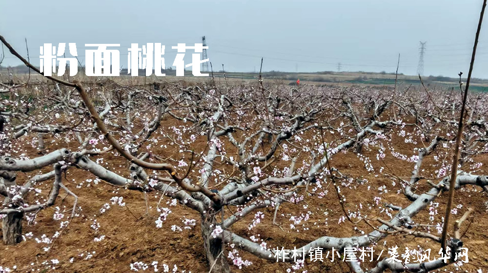 诗词四首•咏春 第 3 张
