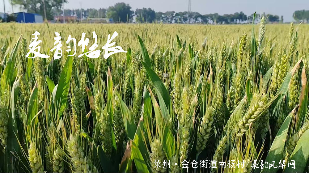 绝句四首•莱州小满天 第 2 张